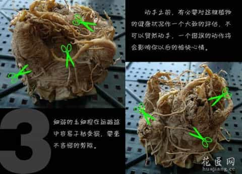 非常详细的多肉植物修根过程图解