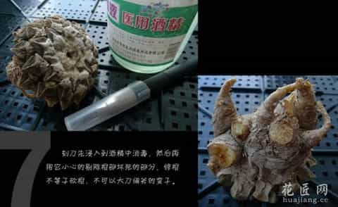 非常详细的多肉植物修根过程图解