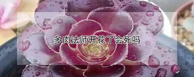 多肉法师开花了会死吗