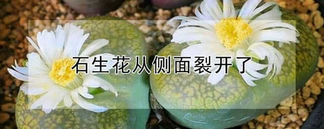 石生花从侧面裂开了