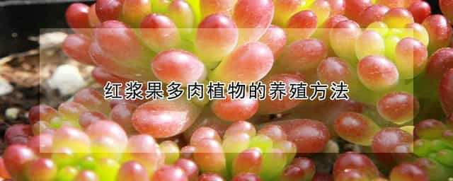 红浆果多肉植物的养殖方法