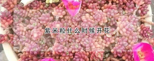 紫米粒什么时候开花