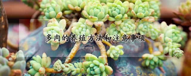 多肉的养殖方法和注意事项