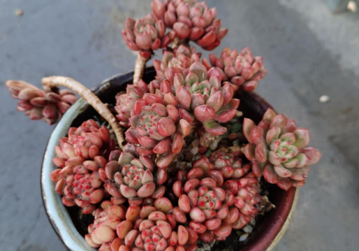 多肉植物雨滴不能淋雨吗