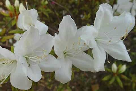 杜鹃花是否有毒，黄、白色的杜鹃花有毒