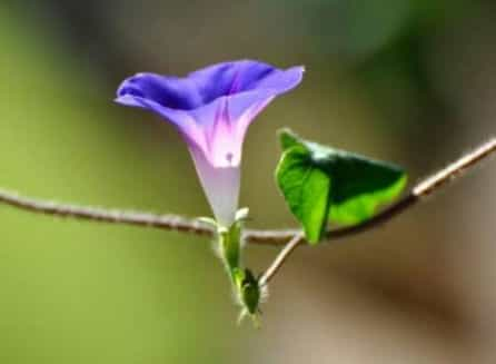 牵牛花的种植方法，教你简单易学的四种基本步骤