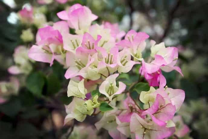 三角梅的花期，养殖技巧得当可全年开花