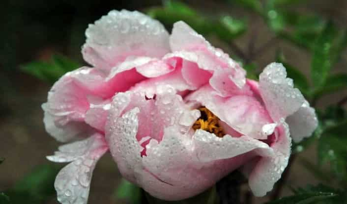 牡丹花语大全，各种颜色牡丹花语大全介绍