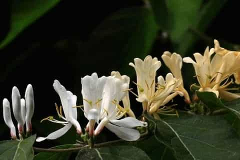 盆栽金银花四季养护方法，不同季节要掌握的要点也不同