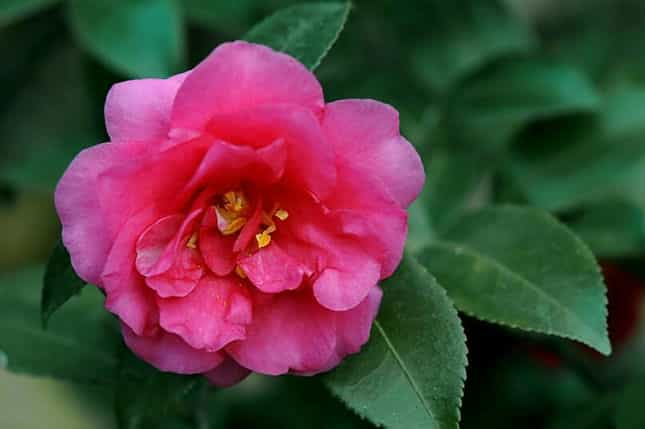 室内山茶花的养殖方法，山茶花对土壤的选择很重要