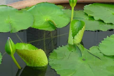 缸里荷花怎么过冬