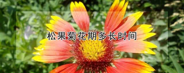 松果菊花期多长时间