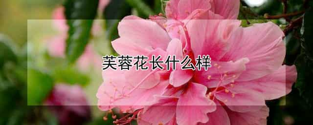 芙蓉花长什么样