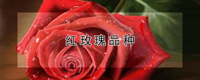 红玫瑰品种