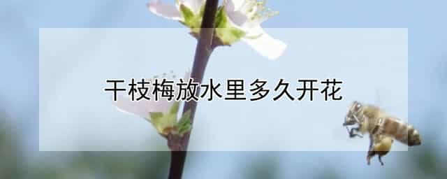 干枝梅放水里多久开花