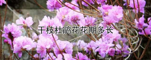 干枝杜鹃花花期多长