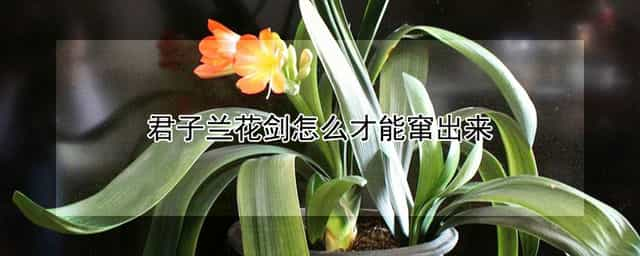 君子兰花剑怎么才能窜出来