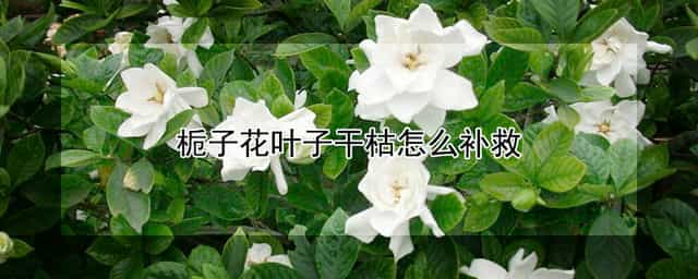 栀子花叶子干枯怎么补救