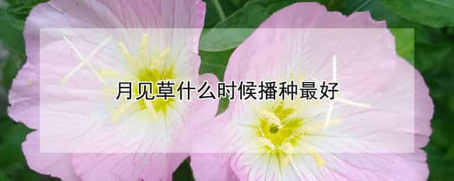 月见草什么时候播种最好