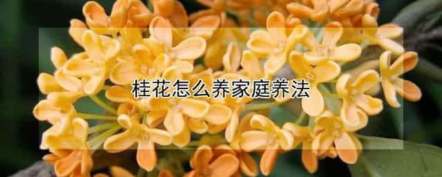 桂花怎么养家庭养法