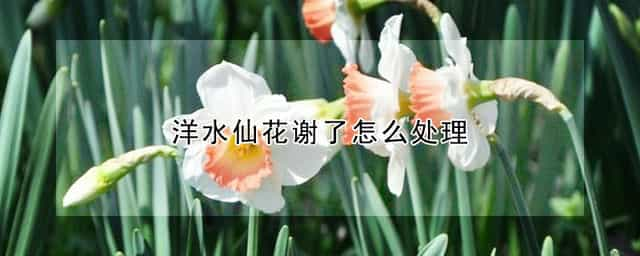 洋水仙花谢了怎么处理