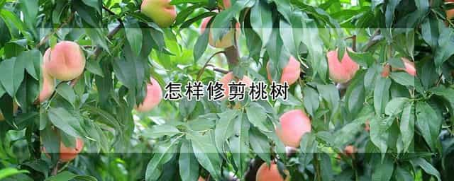 怎样修剪桃树