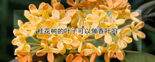 桂花树的叶子可以做香叶吗