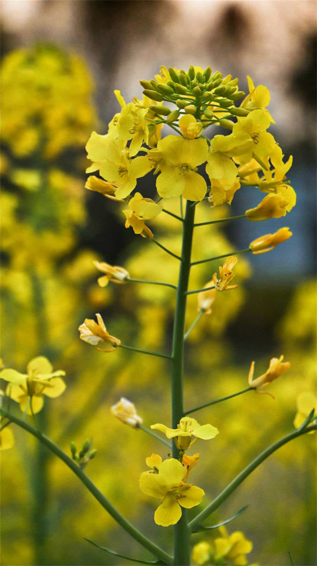 油菜花